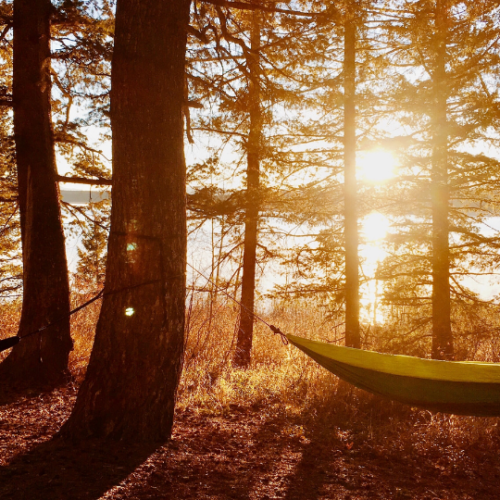 hammock hanging between two trees with the sun peaking through in the distance between a row of tall trees