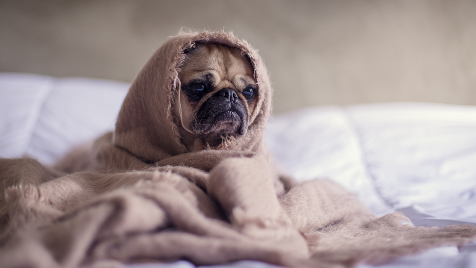 Tired dog in blanket