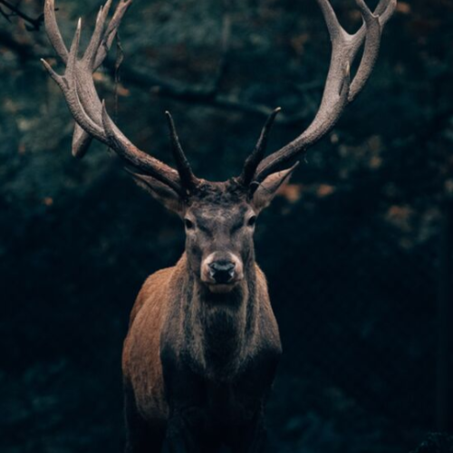 buck in lush green forest staring directly at the camera
