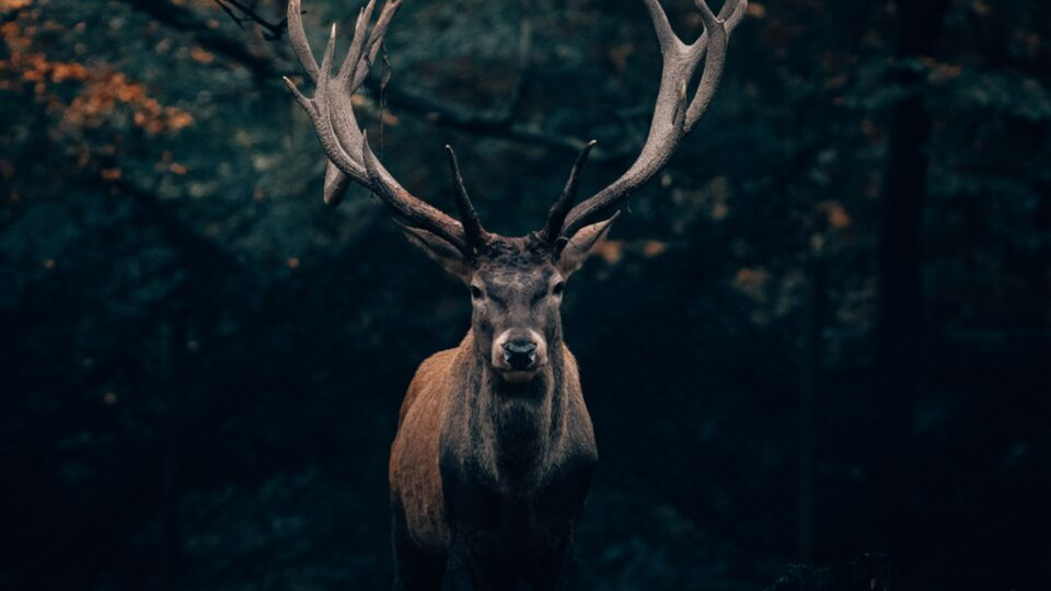 buck in forest staring at the camera