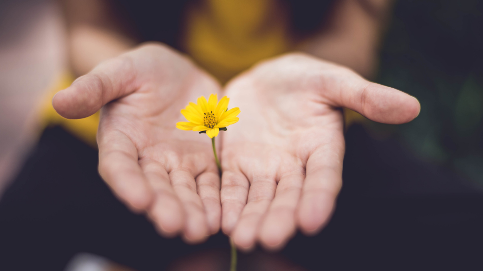little flower in a person's hand