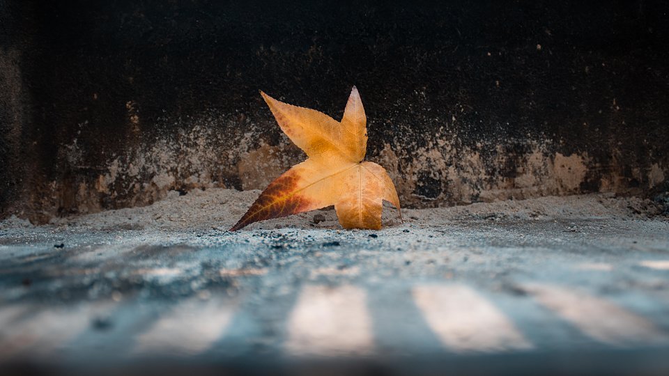 orange leaf laying on the road