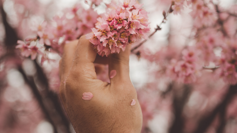hand reaching up and grabbing a flower of a pink cherry blossom tree