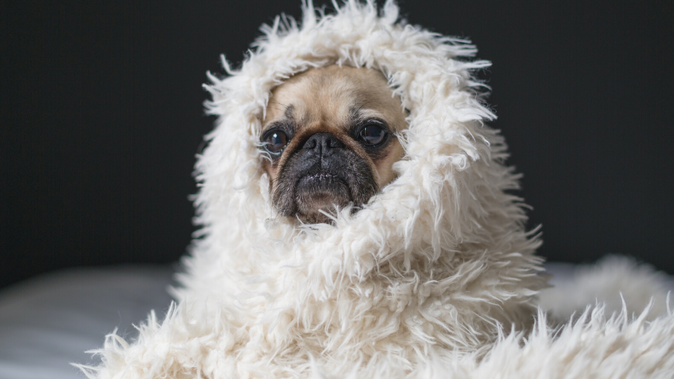 Pug wrapped up in a white fluffy blanket