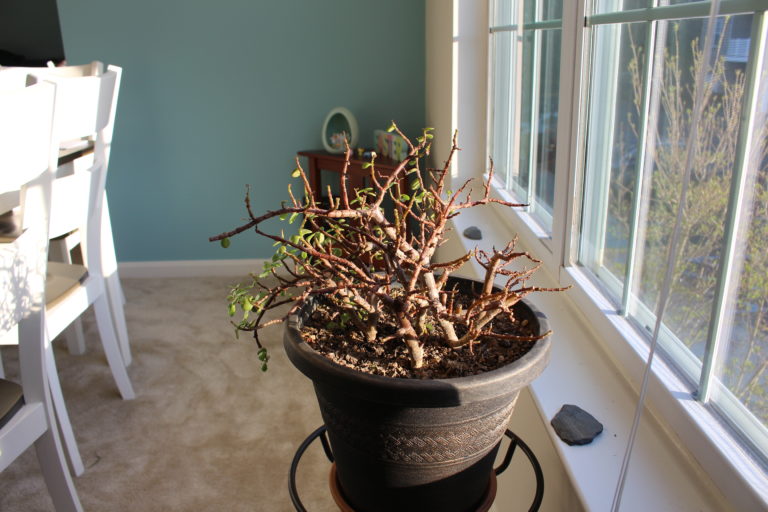 The plant before, mostly lifeless twigs.