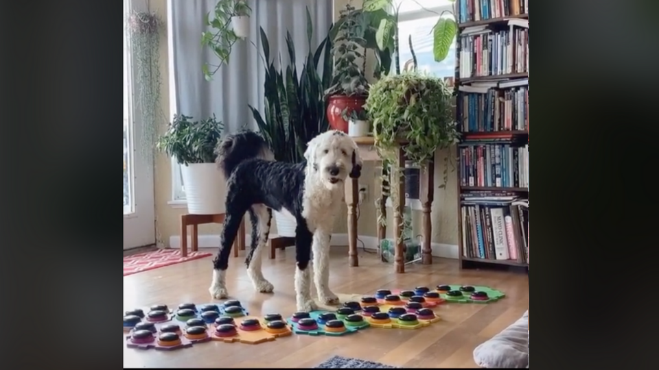 black and white poodle dog standing over a series of buttons