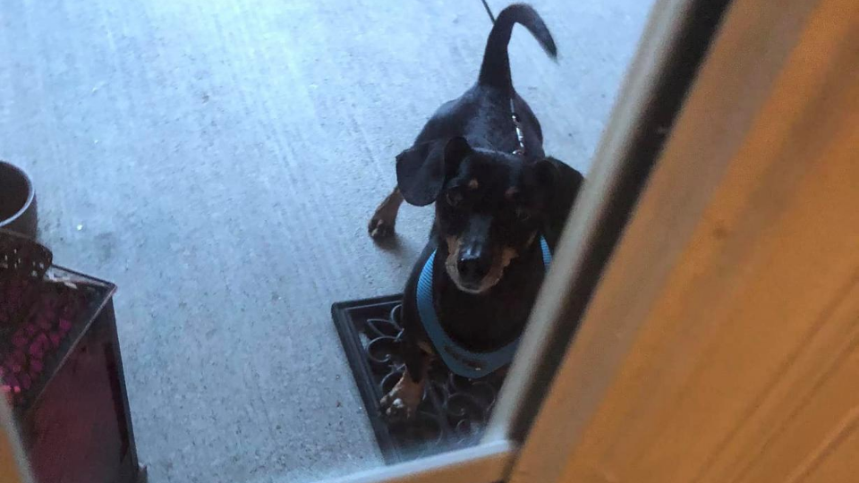 small black dog with blue collar standing outside white window on front porch