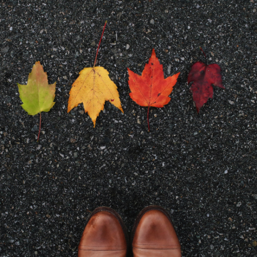 brown boots standing on blacktop in front of green, yellow, orange, and red leaves lined up in a horizontal row