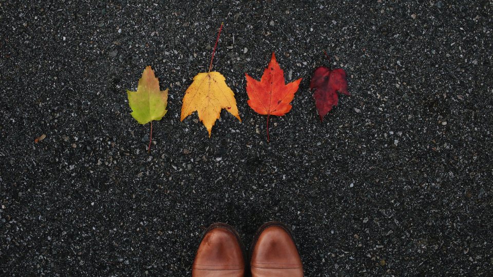 brown boots standing on blacktop in front of green, yellow, orange, and red leaves lined up in a horizontal row