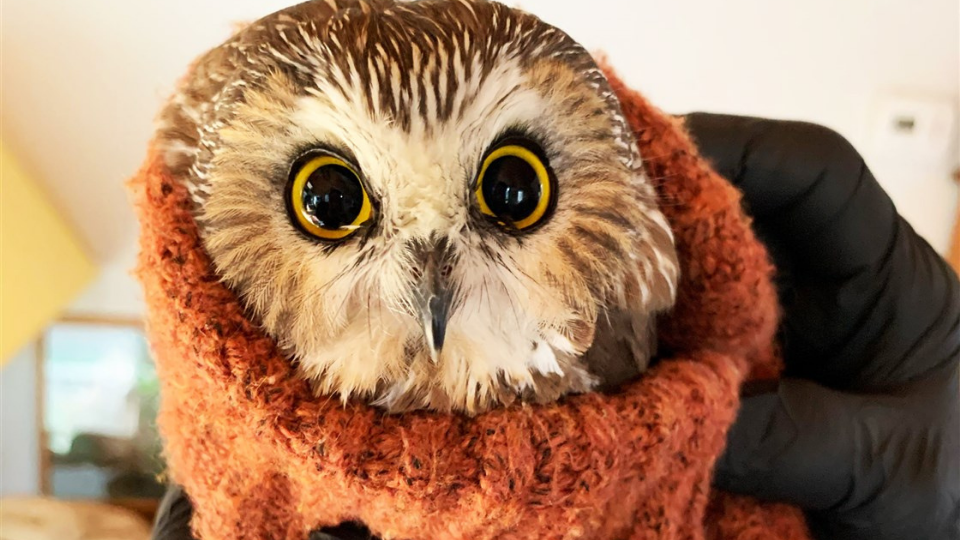 Owl with orange sweater around his neck being held by a pair of black gloves as he stares at the camera