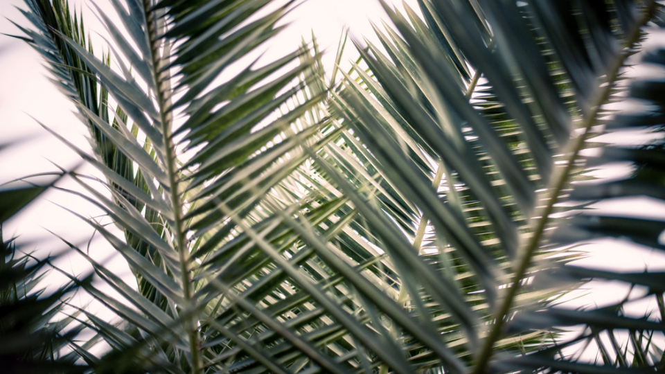 green palm leaves criss crossed in front of one another