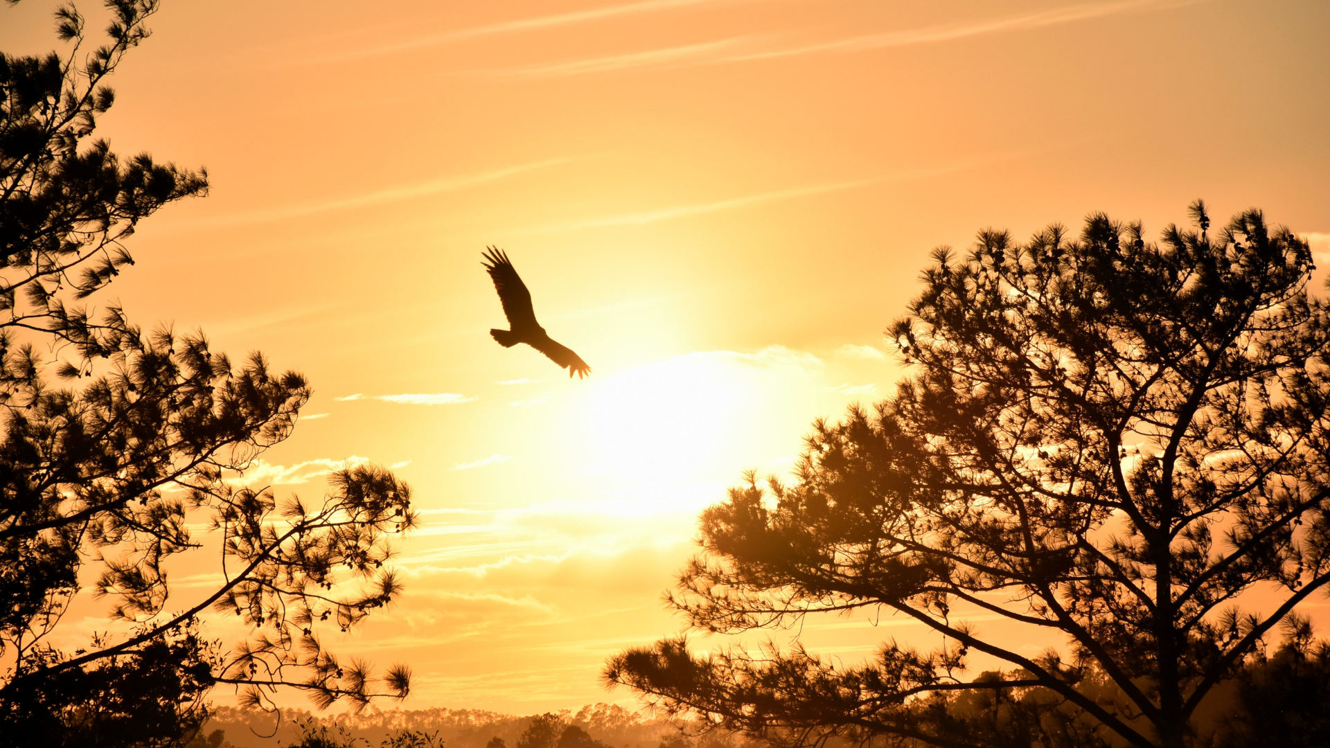 the silhouette of an eagle flying through the trees with a pale orange sunset in the background