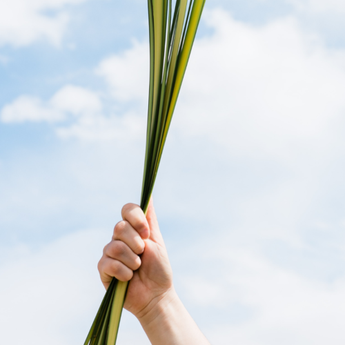 person clutching green palm leaves with a backdrop of a blue sky with scattered white puffy clouds