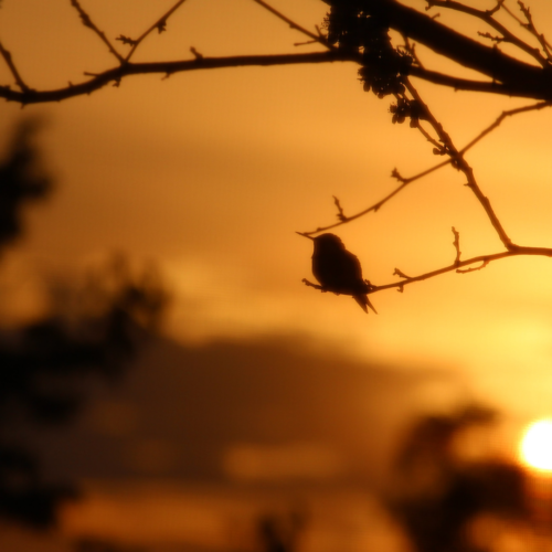sun rising in the distance and a small bird perched on a small tree branch