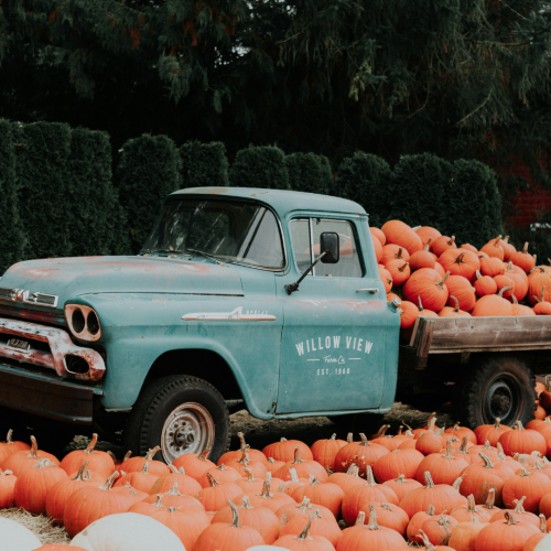 blue truck hauling pumpkins in pumpkin patch