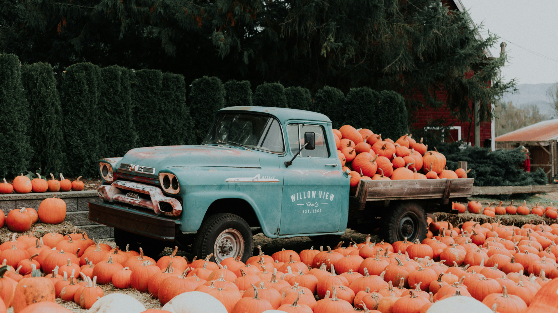blue truck hauling pumpkins in pumpkin patch